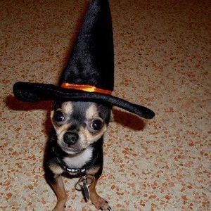 Meet your Posher, Luis